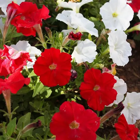 With A Parking Space Maslenica, Novigrad - 6572 아파트 *